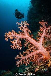 Electric soft coral by Steven Miller 